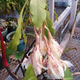 Illustration for article titled My first night-blooming cereus experience! (Being deflowered?)